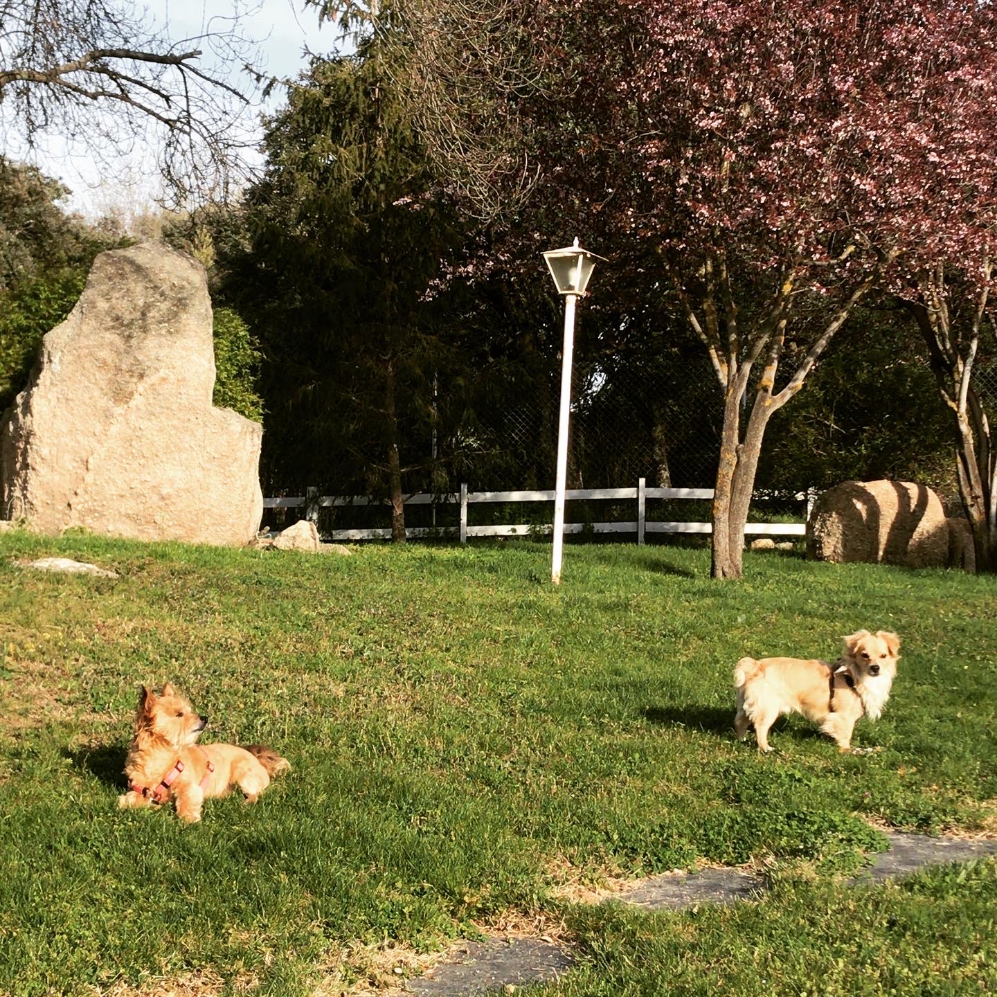 Pizca & Eddie. Two rescues and an essential part of my life.